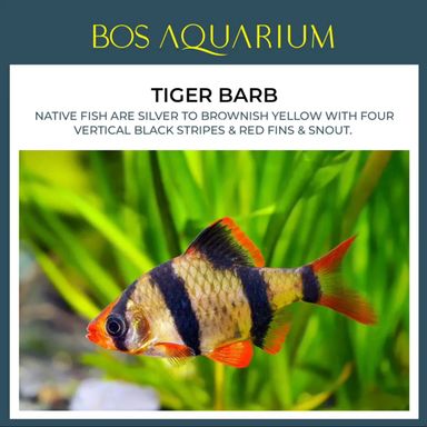 Tiger Barb (Normal)