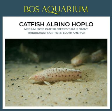 Catfish Albino Hoplo