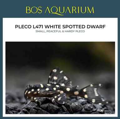 Pleco White Spotted Dwarf