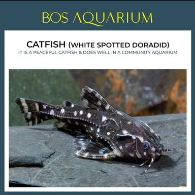 Catfish White Spotted Doradid