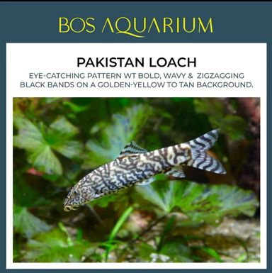 Pakistan Loach