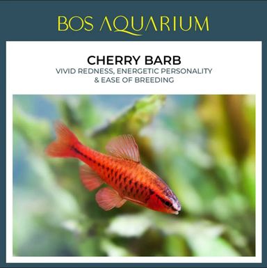 Barb Cherry