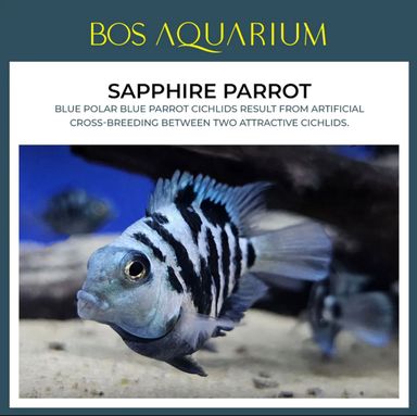 Cichlid - Sapphire Parrot