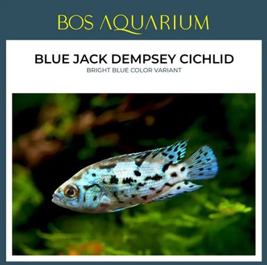 Cichlid - Blue Jack Dempsey