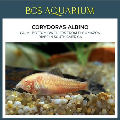 Corydoras - Albino