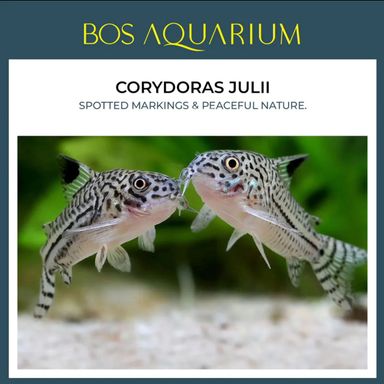 Corydoras - Julii