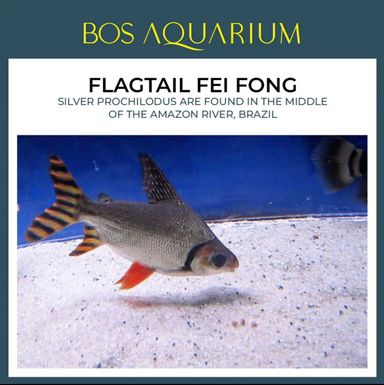 Flagtail Fei Fong (Red Tail)