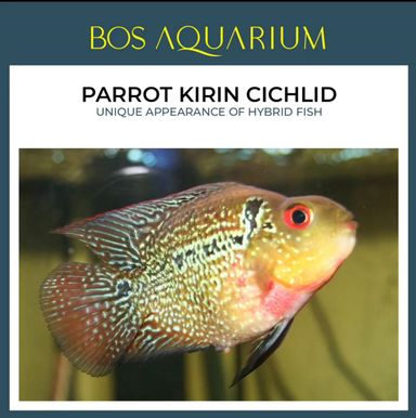 Parrot Kirin Cichlid