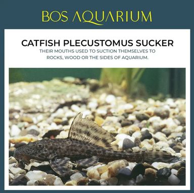 Catfish Plecustomus Sucker