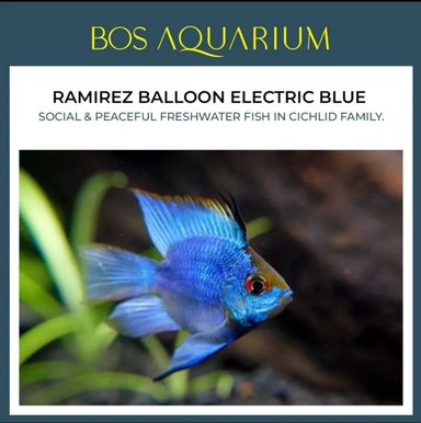 Ramirez - Balloon Electric Blue