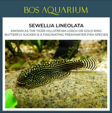 SEWELLIA LINEOLATA