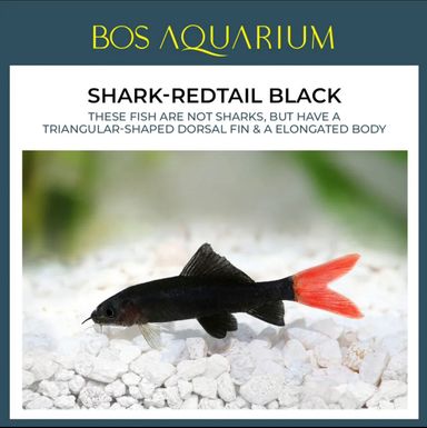 SHARK REDTAIL BLACK
