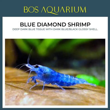 SHRIMP - BLUE DIAMOND 