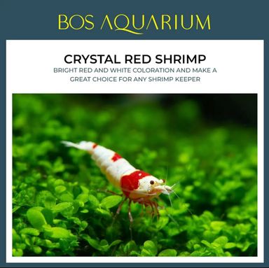SHRIMP - RED WHITE CRYSTAL