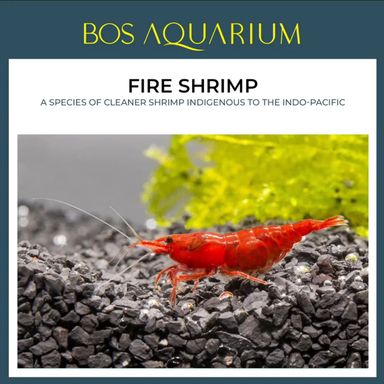 SHRIMP - RED CHERRY