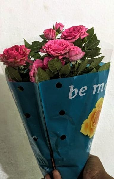 Rose Plant for Gift