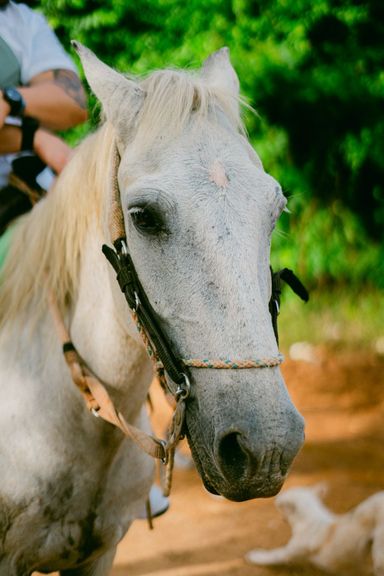 Horseback Riding – Aventura a Caballo en la Naturaleza Dominicana 