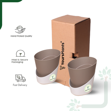 Mocca Atlantis Self Water Pots | Pack of 2 |