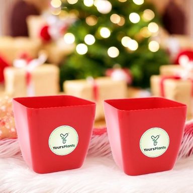 Siena Square Planters | Pack of 2 | Red Pot