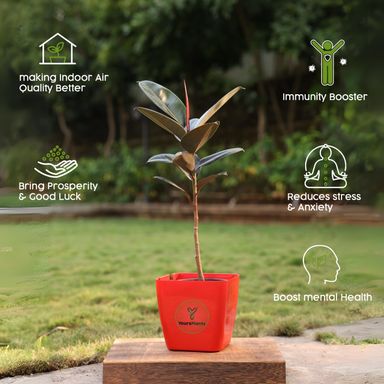 Siena Square Planters | Pack of 2 | Red Pot