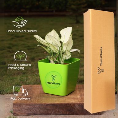 Siena Square Planters | Pack of 2 | Green Pot 