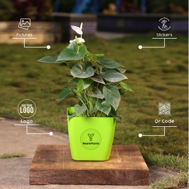 Siena Square Planters | Pack of 2 | Green Pot 