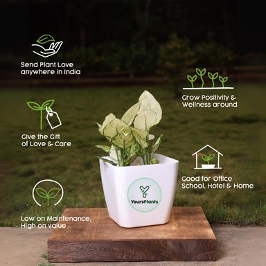 Siena Square Planters | Pack of 2 | White Pot