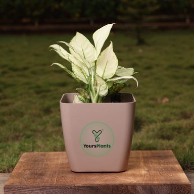 Siena Square Planters | Pack of 2 | Mocca Pot