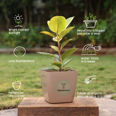 Siena Square Planters | Pack of 2 | Mocca Pot