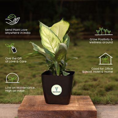 Siena Square Planters | Pack of 2 Black Pot