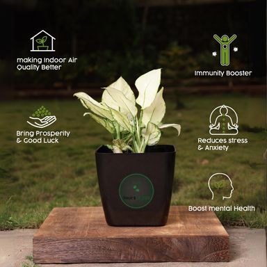 Siena Square Planters | Pack of 2 Black Pot