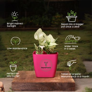 Siena Square Planters | Pack of 2 Pink Pot