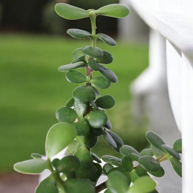 Jade Plants in Self Watering Pot -Good Luck Vastu Plant