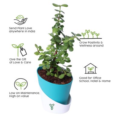 Jade Plants in Self Watering Pot -Good Luck Vastu Plant