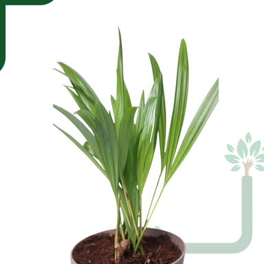 Air-purifier Areca Palm 4-inch Self Watering Pot - Perfect Office or Home Decor