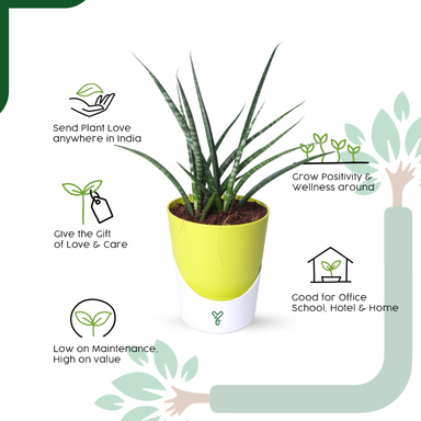 Snake Plant (Sansevieria Punk) is an Air-Purifying Hero