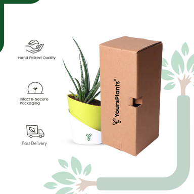 Snake Plant (Sansevieria Punk) is an Air-Purifying Hero