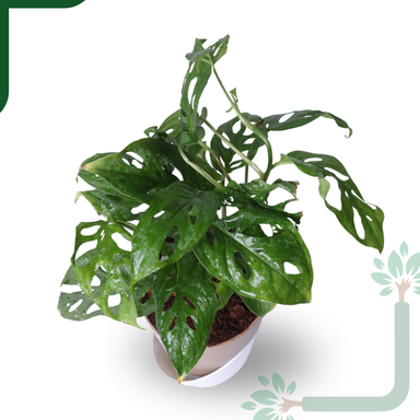 Broken Heart Plant in 4'' Pot-Symbol of Love & Care
