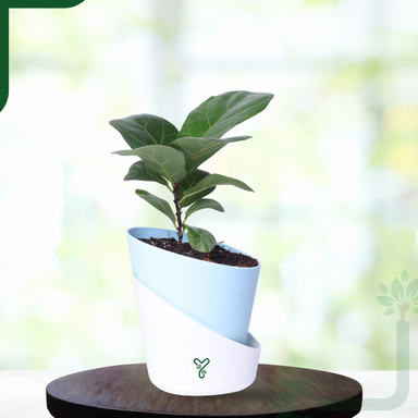 Ficus Lyrata Bambino in Self-Watering Pot -4Inch Compact & Showstopper Indoor Plant