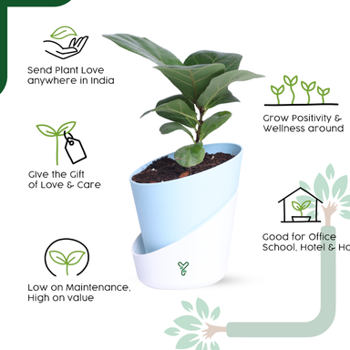Ficus Lyrata Bambino in Self-Watering Pot -4Inch Compact & Showstopper Indoor Plant