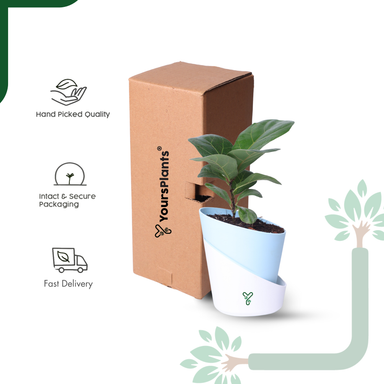 Ficus Lyrata Bambino in Self-Watering Pot -4Inch Compact & Showstopper Indoor Plant
