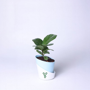Ficus Lyrata Bambino in Self-Watering Pot -4Inch Compact & Showstopper Indoor Plant