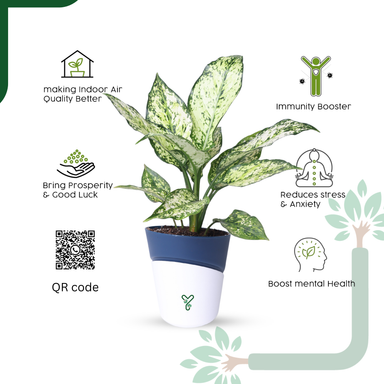 Aglaonema Snow White Plant Live-Stunning Foliage & Easy Care Air Purifier