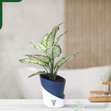 Aglaonema Snow White Plant Live-Stunning Foliage & Easy Care Air Purifier