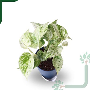 Marbel Money Plants in 4'' Pot