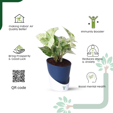Marbel Money Plants in 4'' Pot