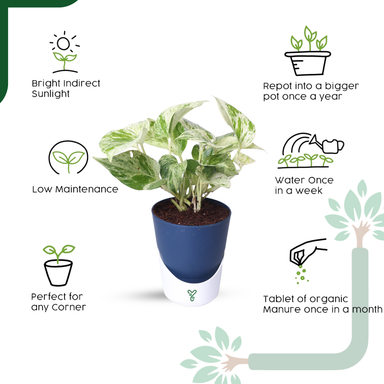 Marbel Money Plants in 4'' Pot