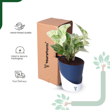 Marbel Money Plants in 4'' Pot