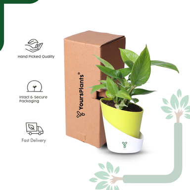Green Money Plant Live Plant- Air Purifying & Prosperity Bringing Indoor Plant