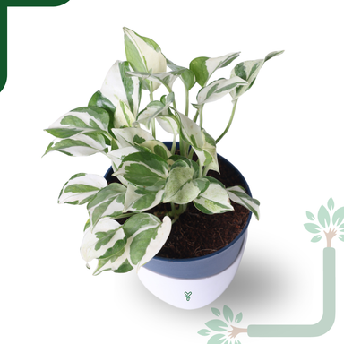 N'Joy Money Plant- Air Purifying & Easy Care Indoor Plant